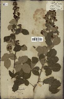 spécimen de Rubus tomentosus