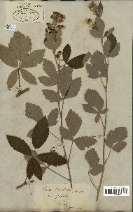 spécimen de Rubus tomentosus