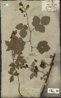 spécimen de Rubus tomentosus