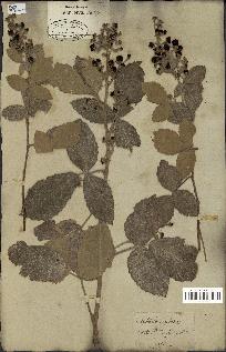 spécimen de Rubus tomentosus