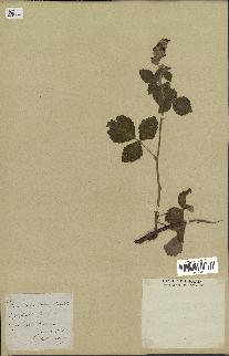 spécimen de Rubus tomentosus