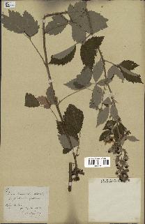 spécimen de Rubus tomentosus