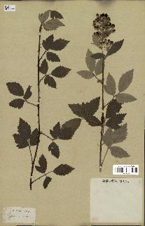 spécimen de Rubus tomentosus