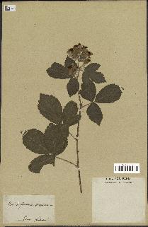 spécimen de Rubus tomentosus