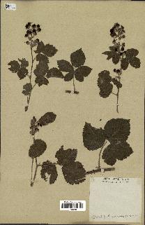 spécimen de Rubus tomentosus