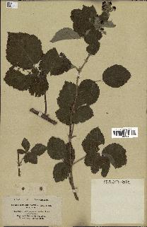 spécimen de Rubus tomentosus