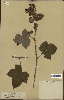 spécimen de Rubus tomentosus