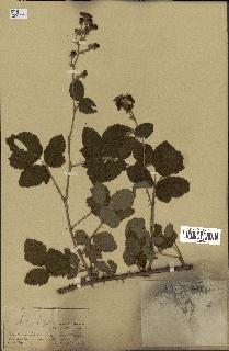 spécimen de Rubus tomentosus