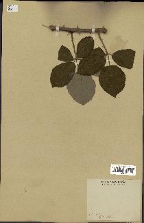 spécimen de Rubus tomentosus
