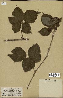 spécimen de Rubus tomentosus