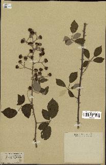 spécimen de Rubus tomentosus