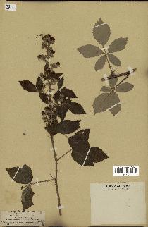 spécimen de Rubus tomentosus