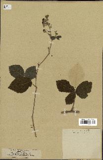 spécimen de Rubus tomentosus