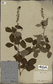 spécimen de Rubus tomentosus