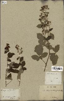 spécimen de Rubus tomentosus