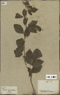 spécimen de Rubus tomentosus