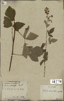 spécimen de Rubus tomentosus