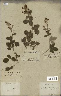 spécimen de Rubus tomentosus