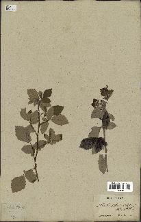 spécimen de Rubus tomentosus
