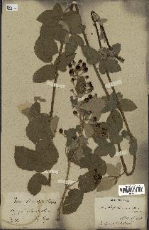 spécimen de Rubus tomentosus