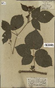 spécimen de Rubus tomentosus