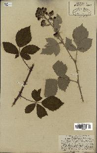 spécimen de Rubus tomentosus