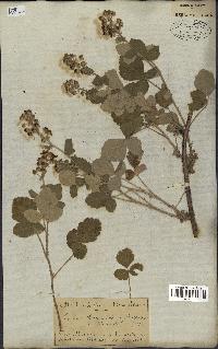 spécimen de Rubus tomentosus