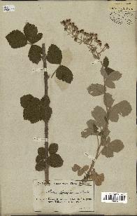 spécimen de Rubus tomentosus