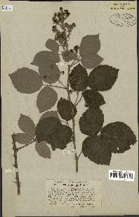 spécimen de Rubus tomentosus