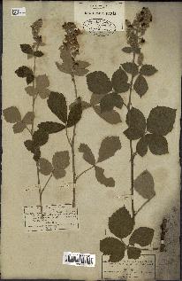 spécimen de Rubus tomentosus