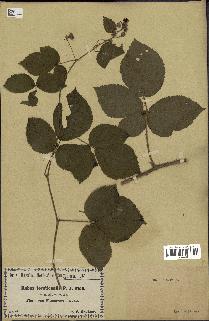 spécimen de Rubus tomentosus