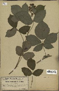 spécimen de Rubus tomentosus