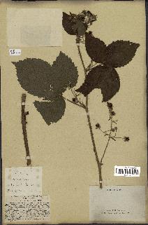 spécimen de Rubus tomentosus