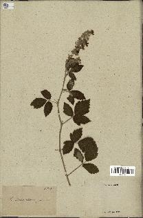 spécimen de Rubus tomentosus