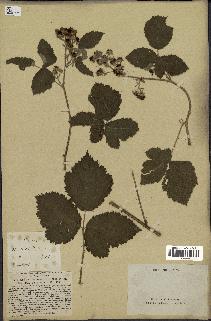 spécimen de Rubus tomentosus
