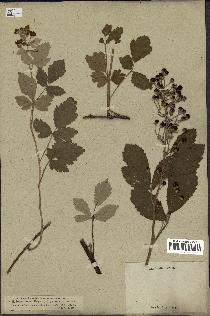spécimen de Rubus tomentosus