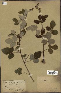 spécimen de Rubus tomentosus