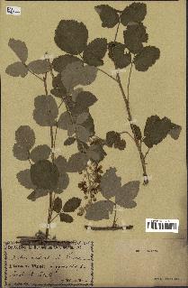 spécimen de Rubus tomentosus