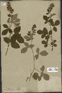 spécimen de Rubus tomentosus