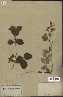 spécimen de Rubus tomentosus