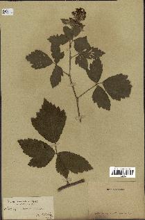 spécimen de Rubus tomentosus