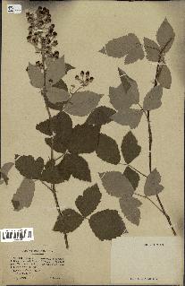 spécimen de Rubus tomentosus