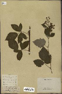 spécimen de Rubus tomentosus