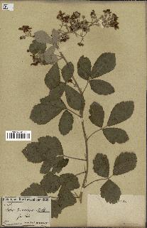 spécimen de Rubus tomentosus