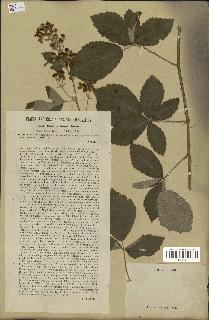 spécimen de Rubus tomentosus