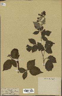 spécimen de Rubus tomentosus