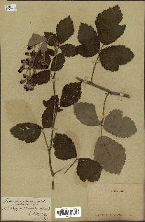 spécimen de Rubus tomentosus