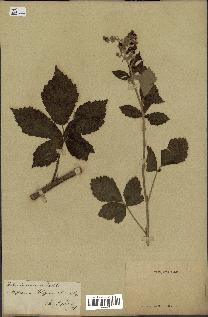spécimen de Rubus tomentosus
