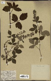 spécimen de Rubus tomentosus