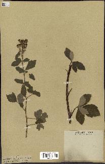spécimen de Rubus tomentosus